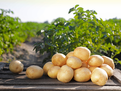 Kartoffeln 500